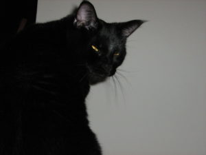 Gizmo doing her "I'm Batman" impression